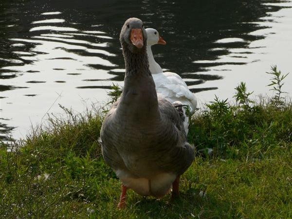 The Grigia Padovana Goose