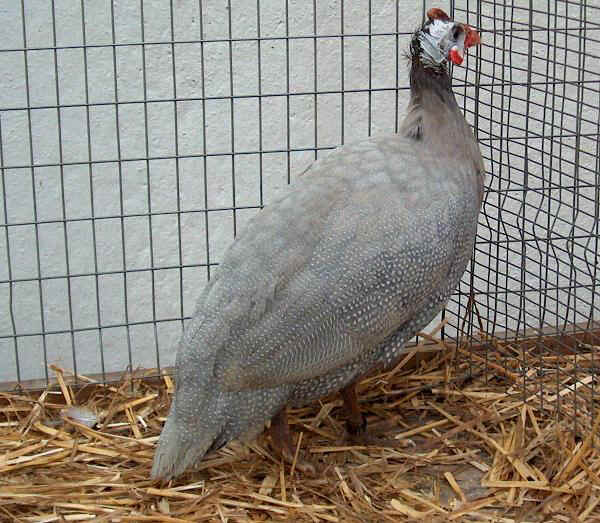 Guinea Fowl - Lilla