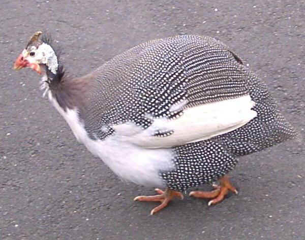 Guinea Fowl - Pezzata 