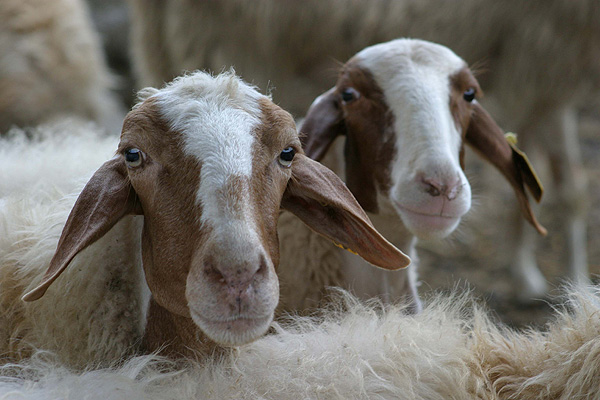 Italian breeds of sheep