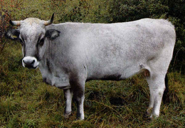 Garfagnina - Cow