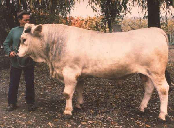 Modenese - Bull 