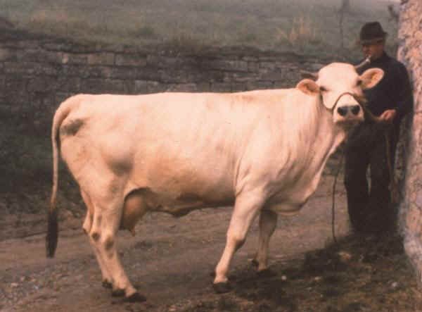 Modenese - Cow
