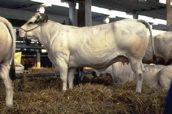 Piemontese - Cow