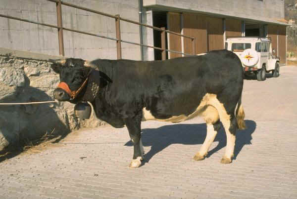 Valdostana Pezzata Nera - Cow