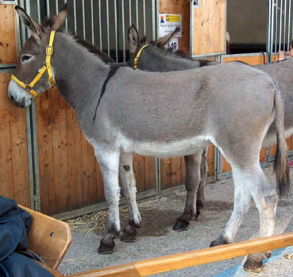 The Donkey of Amiata