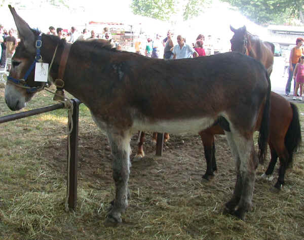 Romagnolo Donkey