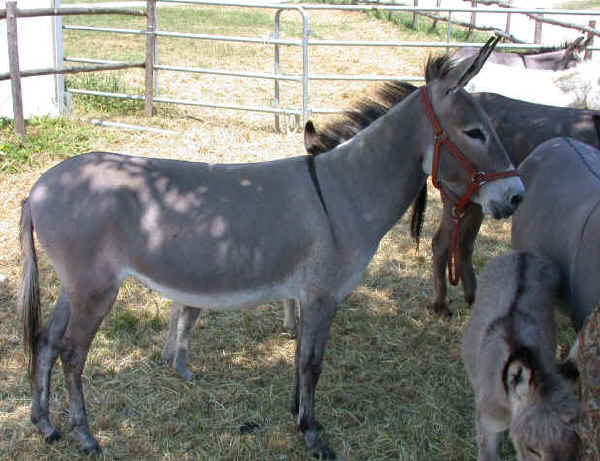 Sardinian donkey