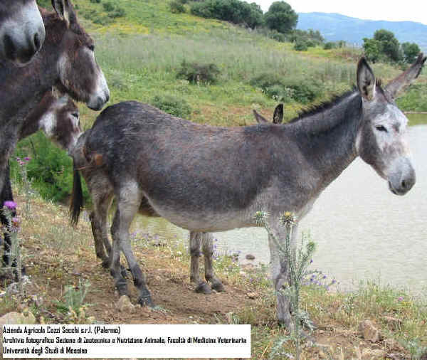 Sicilian grey donkey
