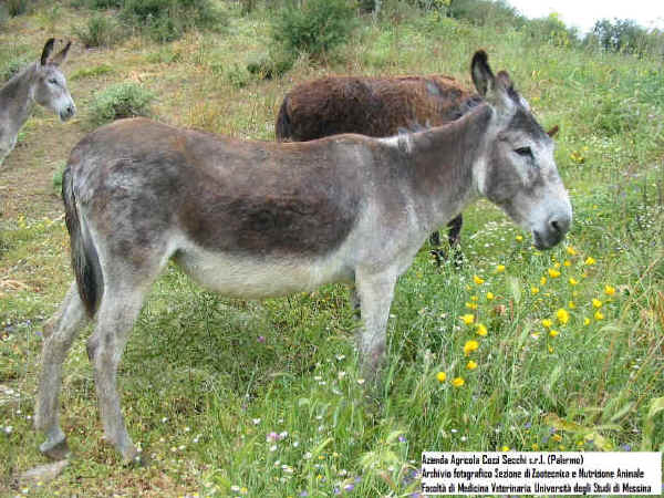 Sicilian grey donkey