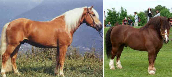 Italian breeds of horses