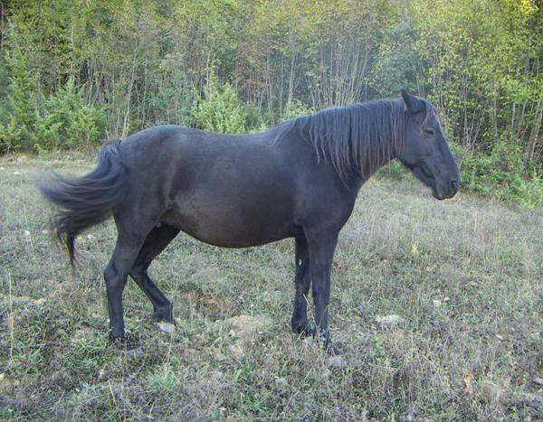 The Monterufoli Pony