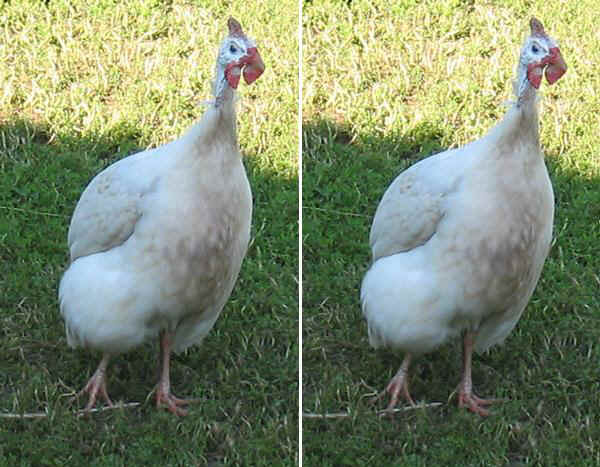 Guinea Fowl - Fulvetta 