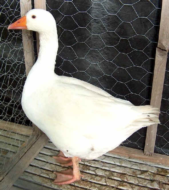 The Romagnola or Italiana Goose