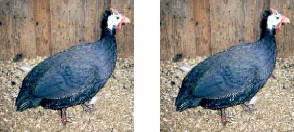Guinea Fowl - Paonata or Violetta