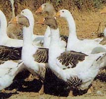 The Pezzata Veneta Goose 