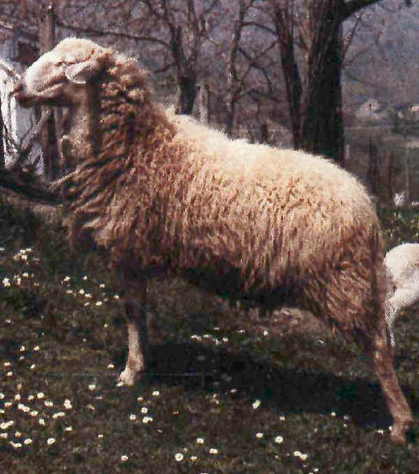 Italian Breeds Of Sheep Nostrana