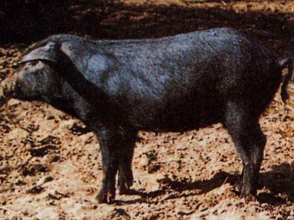 Sicilian black swine